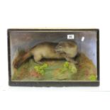 Cased Taxidermy model of an Otter
