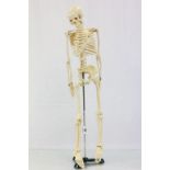 Articulated plastic model of a Skeleton on a metal stand