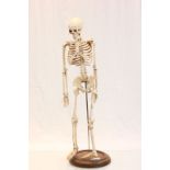 Anatomical model skeleton 32" high on wooden stand
