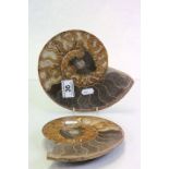 Both slices of an Ammonite Fossil with polished finish