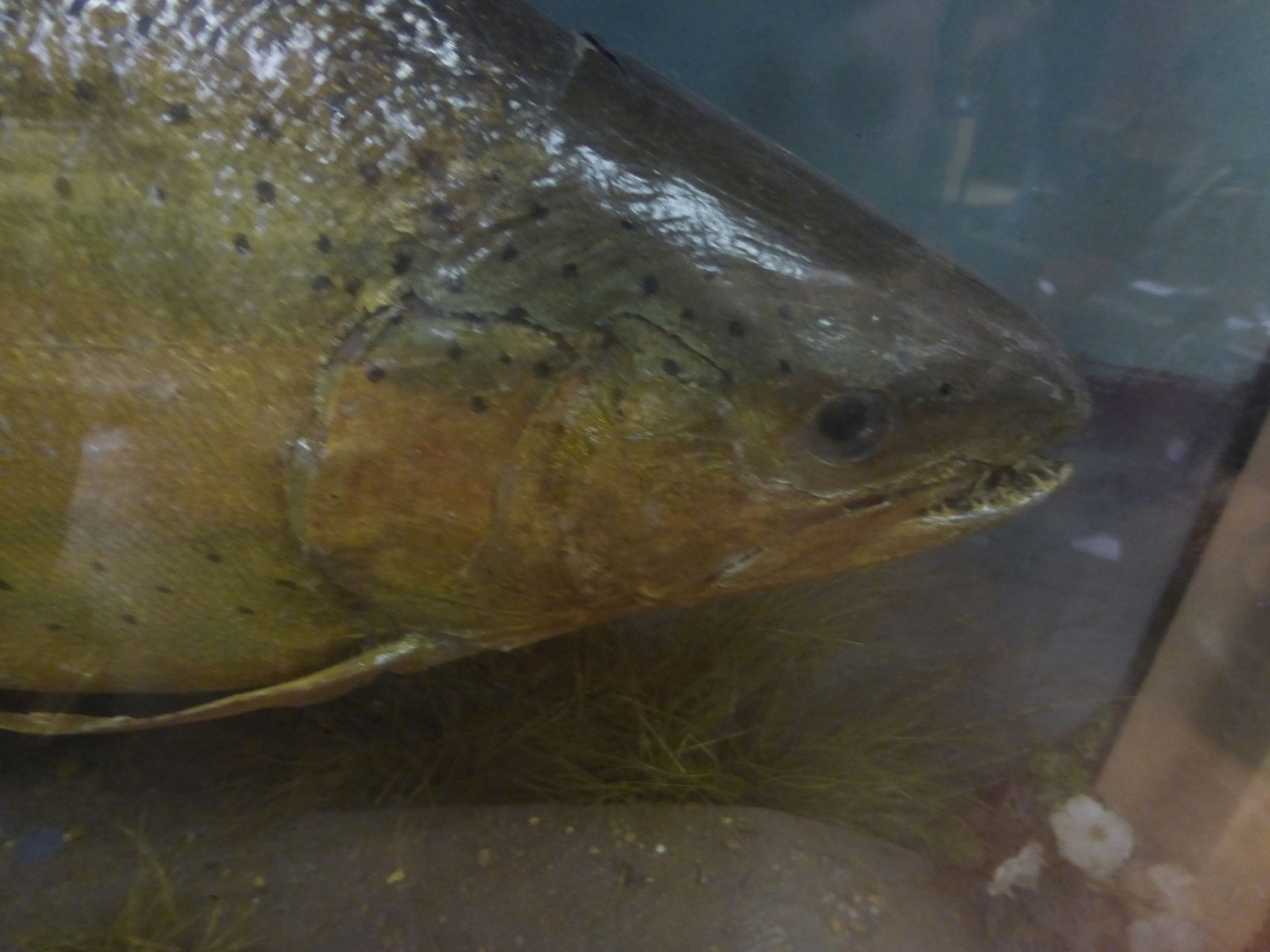 Cased Taxidermy model of a Fish - Image 6 of 6