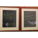 Framed & glazed pair of Oil on canvas pictures of Swans, signed A Lowis