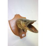 A vintage taxidermy pike head mounted on wooden shield