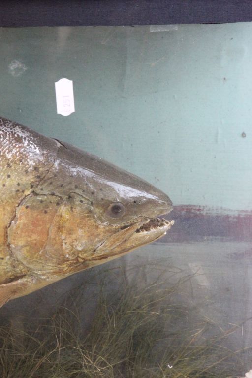 Cased Taxidermy model of a Fish - Image 2 of 6