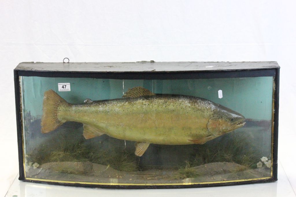 Cased Taxidermy model of a Fish