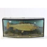 Cased Taxidermy model of a Fish