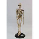 Small Anatomical Skelton