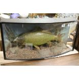 Taxidermy mirror carp fish in a dome fronted case