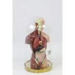 Anatomical Model of a Human contained within a Glass Dome
