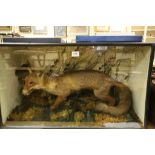 Victorian Cased Taxidermy of a Fox