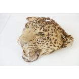 Taxidermy - a 1922 Shield Mounted Indian Leopard Head