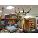 20th century Taxidermy Stags Head with 11 point Antlers mounted on a Wooden Shield Plaque