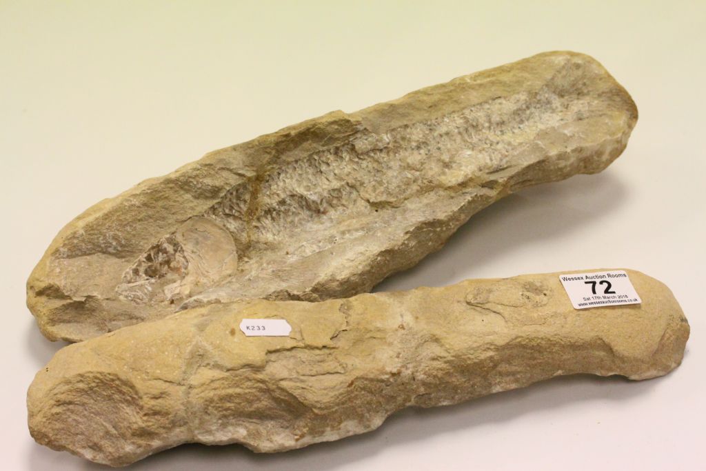 Complete Fossil of a Fish with both halves of the rock