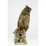 19th Century taxidermy European Eagle Owl