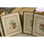 Seven Botanical Watercolours, Framed and Glazed