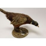 Taxidermy Cock Pheasant stood on a Circular Wooden Base