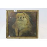 An early 20th century oil painting of a Pekingese dog.
