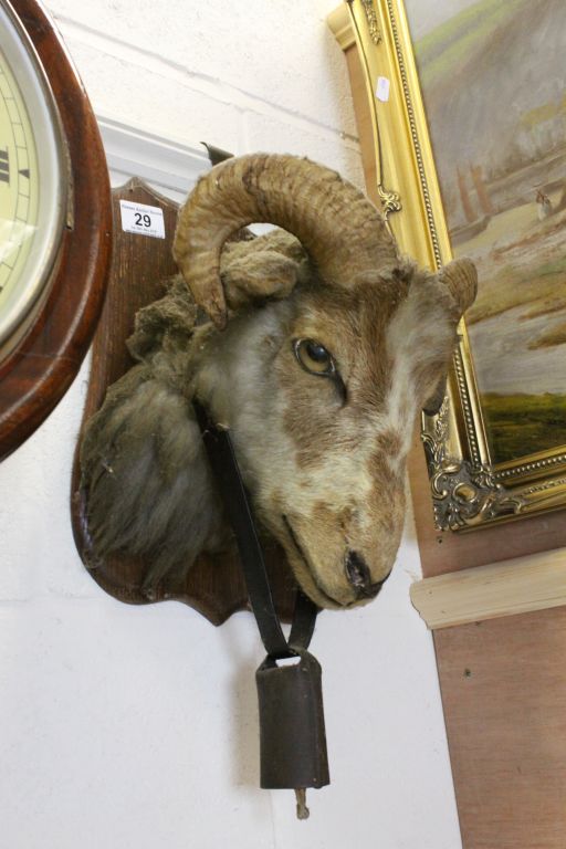 Taxidermy Ram's Head on an Oak shield with bell round its neck - Image 2 of 3