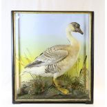 Taxidermy Chinese Goose contained in a Glazed Case with Naturalistic Setting and Label ' J