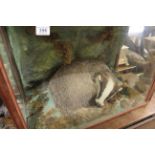 Taxidermy Badger in a Curled Position contained in a Glazed Display Cabinet with a Naturalistic