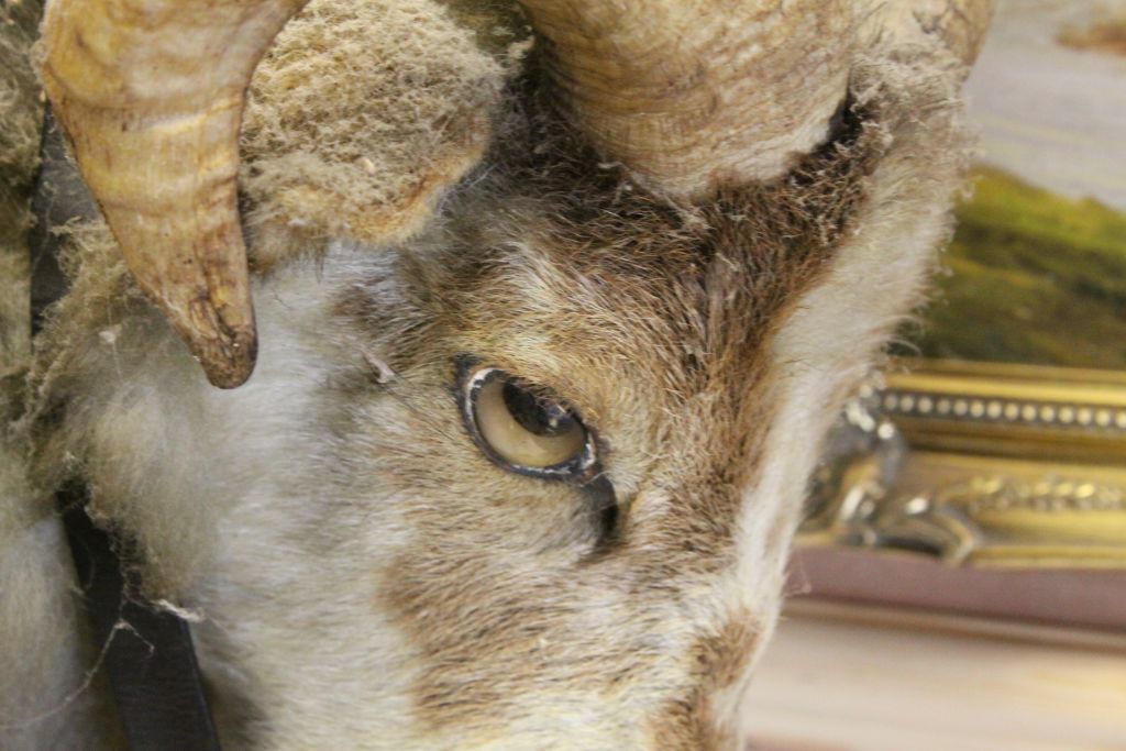 Taxidermy Ram's Head on an Oak shield with bell round its neck - Image 3 of 3