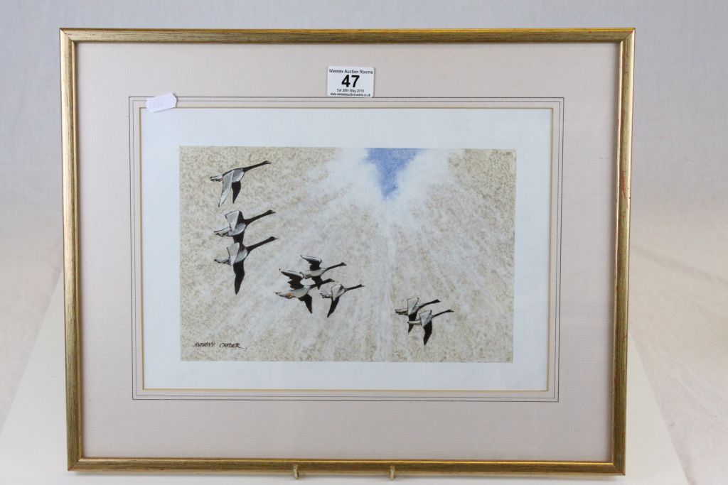 Framed & glazed picture of Canada Geese flying and signed Anthony Carder