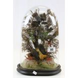 Victorian taxidermy of 3 exotic birds in naturalistic setting in glass dome case.