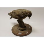 Taxidermy Buzzard perched on a Wooden Branch set on a Circular Elm Plinth