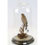 Taxidermy model of a Chaffinch with glass Dome and a wooden base