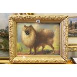 Oil on Board of Pomeranian Dog signed A V Rompaey, 40cms x 30cms contained in a Gilt Frame