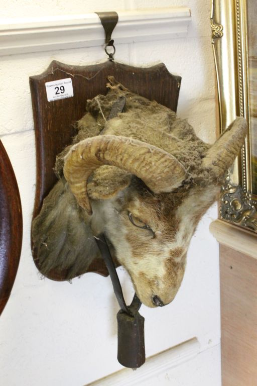 Taxidermy Ram's Head on an Oak shield with bell round its neck