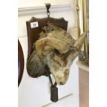 Taxidermy Ram's Head on an Oak shield with bell round its neck