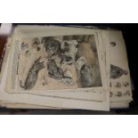 A folder containing a large quantity of 19th century pictures to include engravings of Victorian
