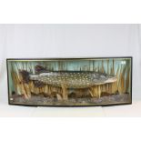 Large cased Taxidermy Pike in a Bow fronted case