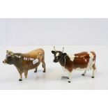 Beswick Jersey Bull "Dunsley Coy Bay" & Ayrshire cow "Ickham Bessie"