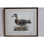 A Dark wood framed Engraving Study of a male common wild duck