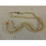 Row of Vintage Graduated Cultured Pearls with 9ct White Gold Clasp