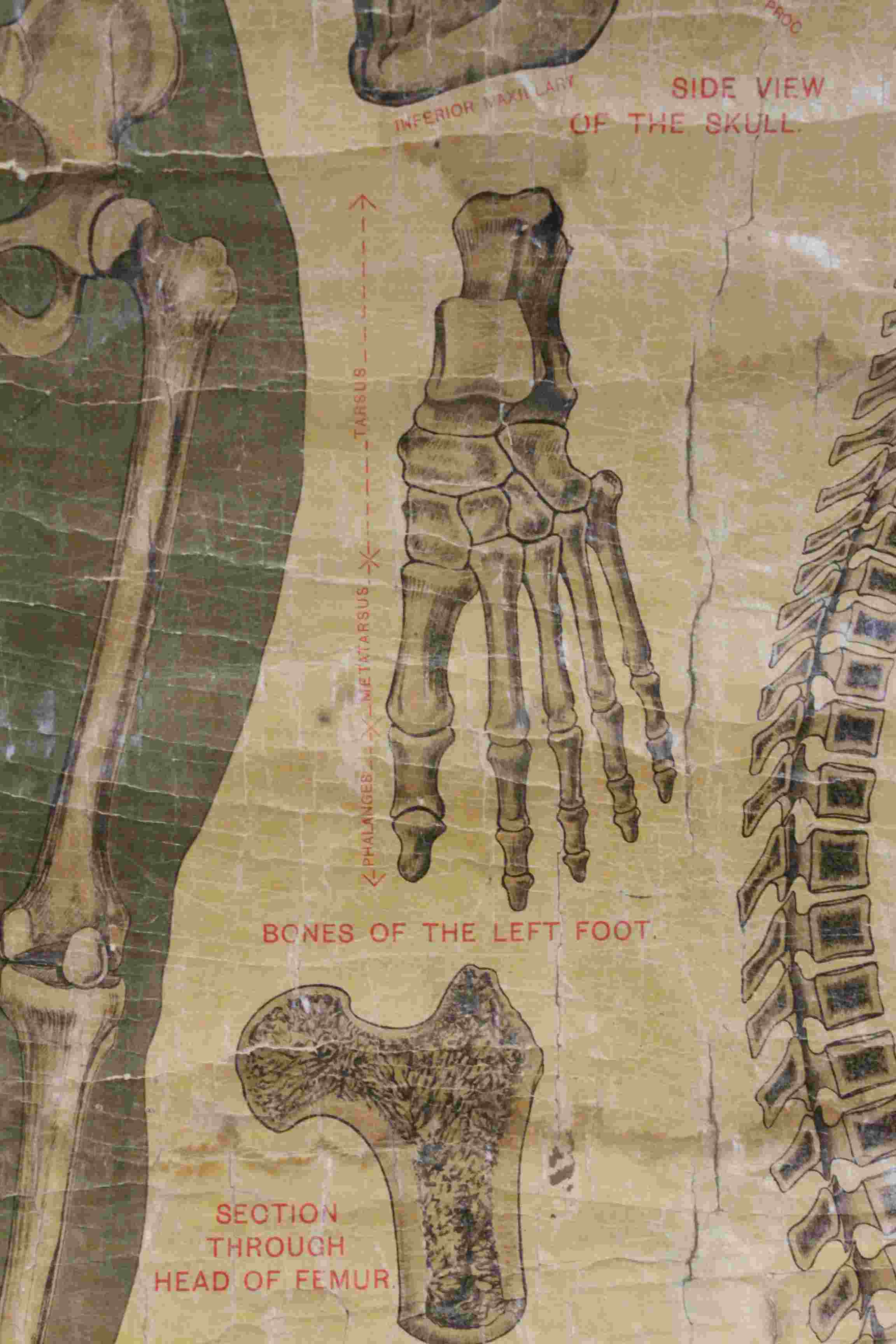 Rolled Anatomical Skeleton wall diagram, marked "A.L Elementary Physiology The Skeleton" - Image 6 of 7