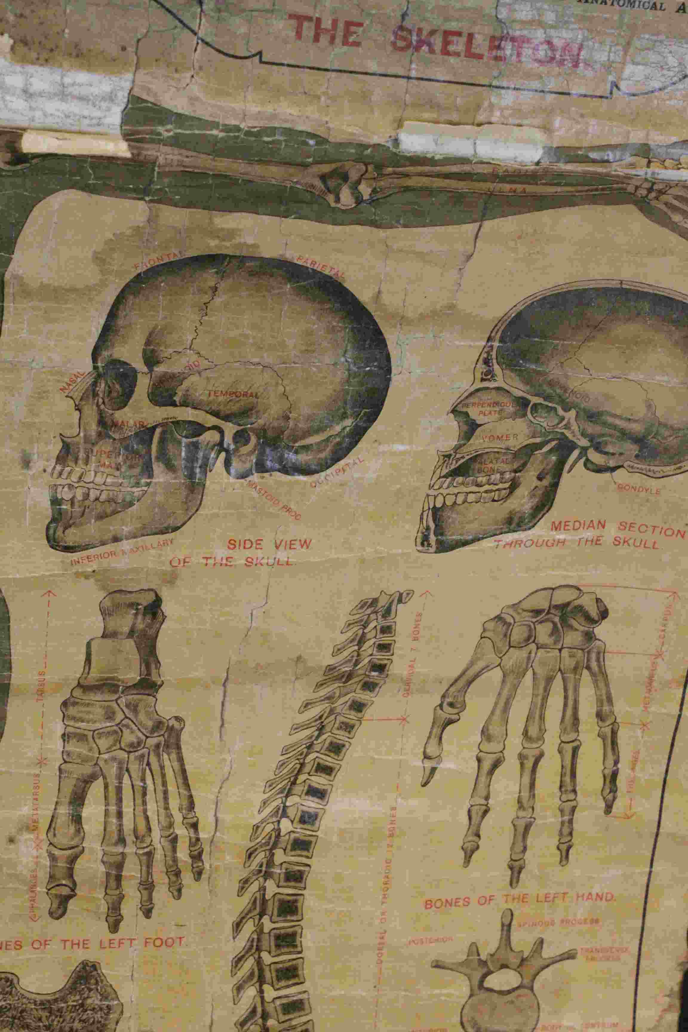 Rolled Anatomical Skeleton wall diagram, marked "A.L Elementary Physiology The Skeleton" - Image 4 of 7