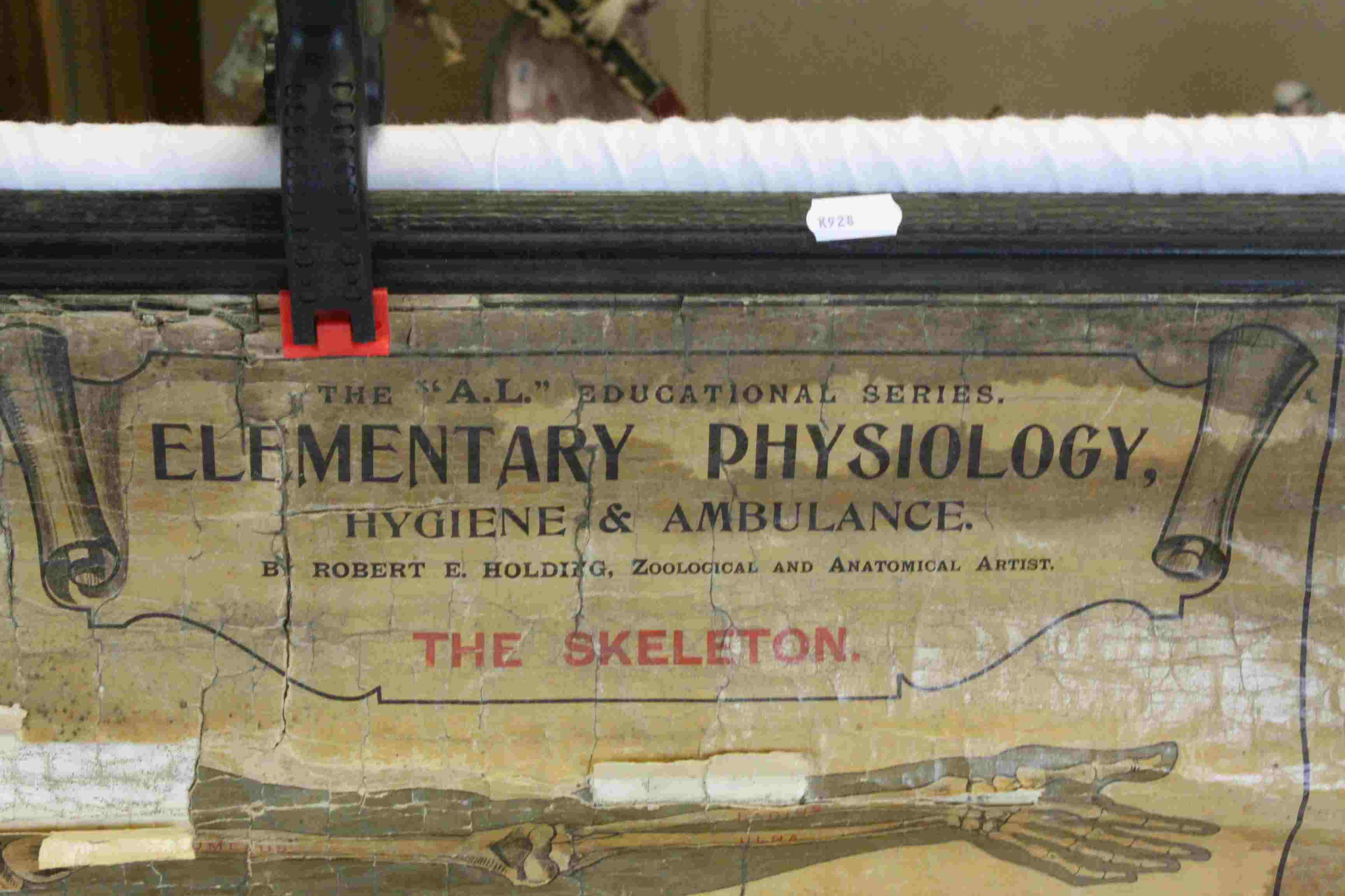 Rolled Anatomical Skeleton wall diagram, marked "A.L Elementary Physiology The Skeleton" - Image 2 of 7