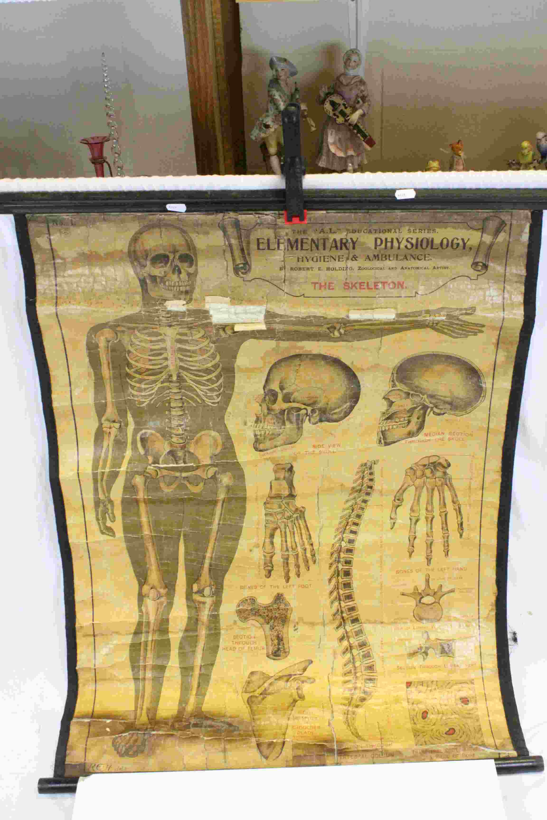 Rolled Anatomical Skeleton wall diagram, marked "A.L Elementary Physiology The Skeleton"