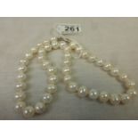 Row of Freshwater Pearls with Lobster Clasp