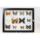 Framed, Glazed and Mounted Set of Twelve Butterflies