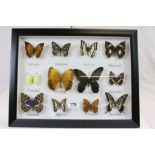 Framed, Glazed and Mounted Set of Twelve Butterflies