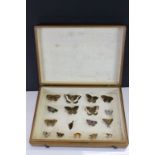 Small wooden cased Butterfly collection