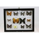 Set of Twelve Framed, Glazed and Mounted Taxidermy Butterflies