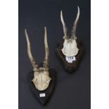 Two Sets of Mounted Roe Deer Antlers