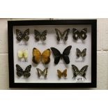 Set of Twelve Framed, Glazed and Mounted Taxidermy Butterflies