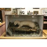 Glazed Wooden cased Taxidermy Otter