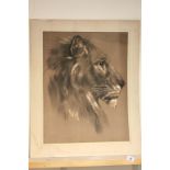 Large mount board framed Sketch of a Lion